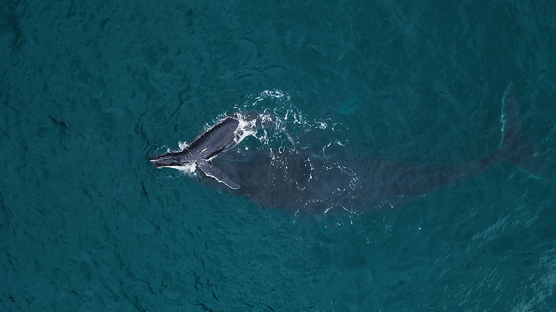 galeria-ostional-(1)