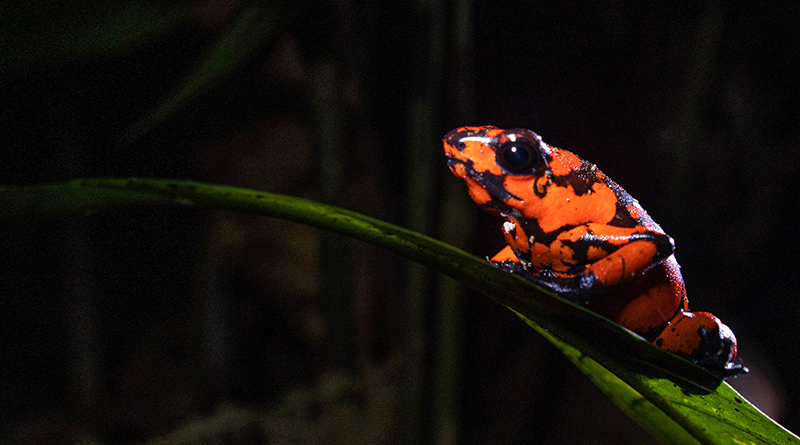 galeria-ostional-(12)