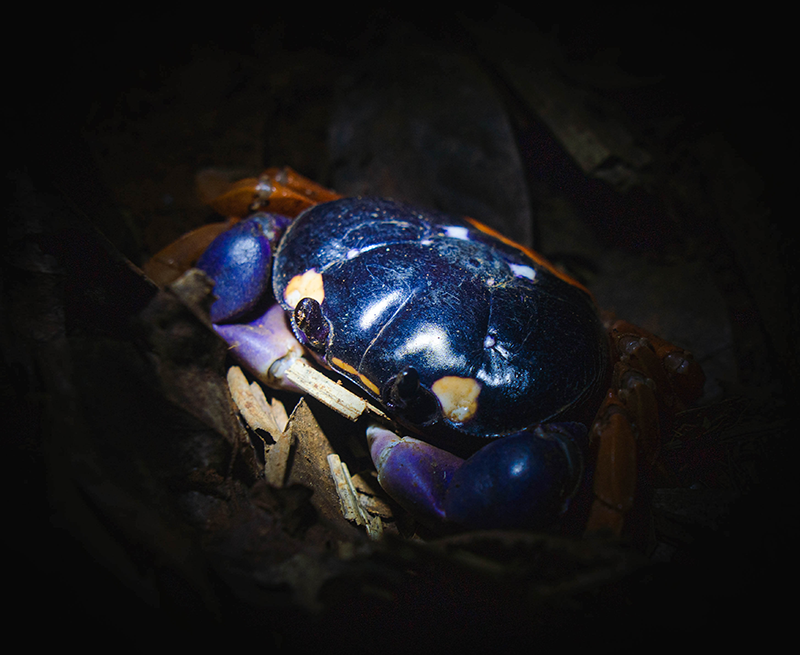 galeria-ostional-(8)